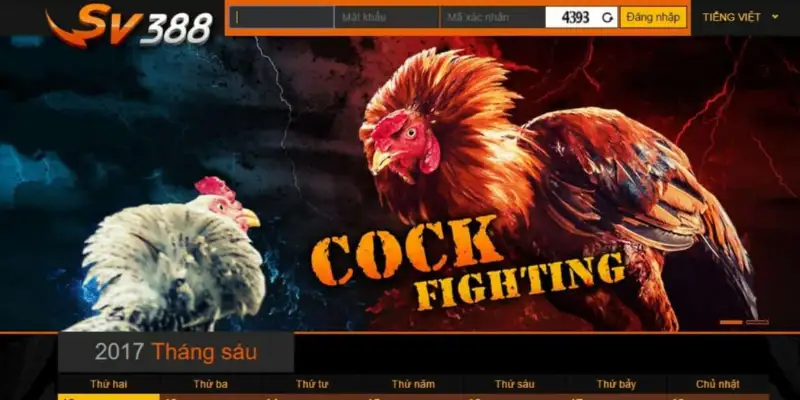 Trận Đá gà New88 máu lửa